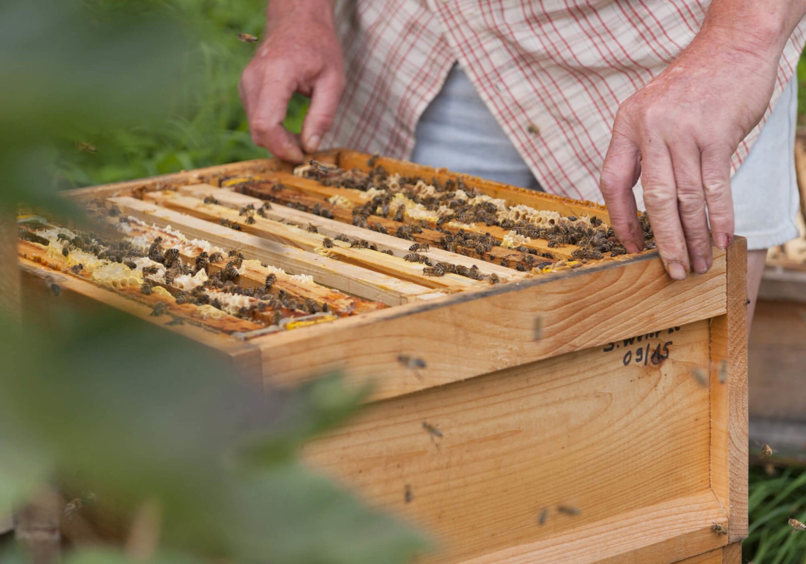 La passion de l'apiculture